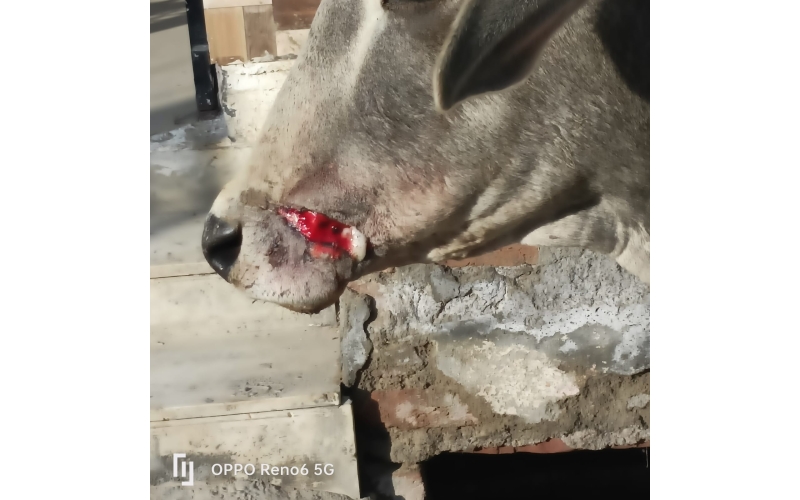 Gaumata/Cow baby face injured Gaumata/Cow baby face injured