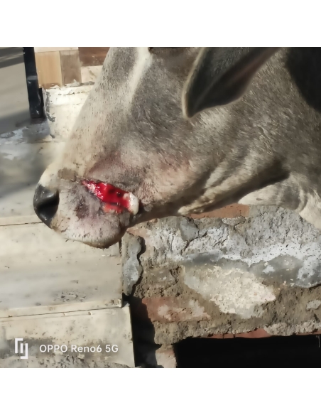 Gaumata/Cow baby face injured