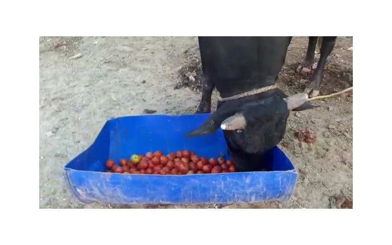 Nandi baba mouth maggots wounds Nandi baba mouth maggots wounds