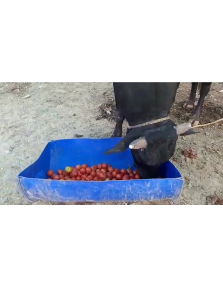 Nandi baba mouth maggots wounds