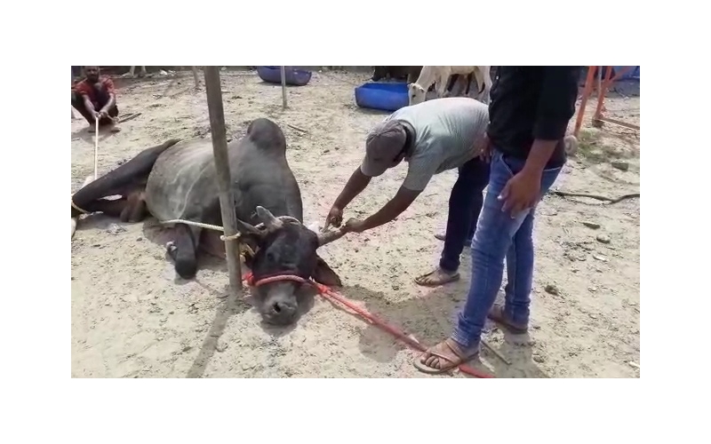Nandi baba,  neck maggots wounds Nandi baba,  neck maggots wounds