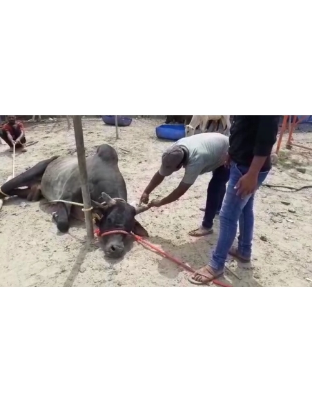 Nandi baba,  neck maggots wounds