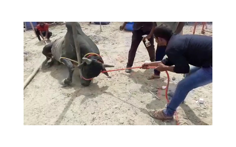 Nandi baba,  neck maggots wounds Nandi baba,  neck maggots wounds