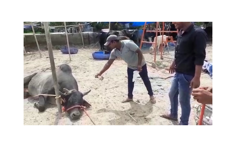Nandi baba,  neck maggots wounds Nandi baba,  neck maggots wounds