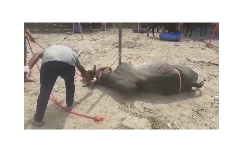 Nandi baba,  neck maggots wounds Nandi baba,  neck maggots wounds