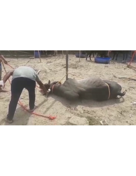 Nandi baba,  neck maggots wounds
