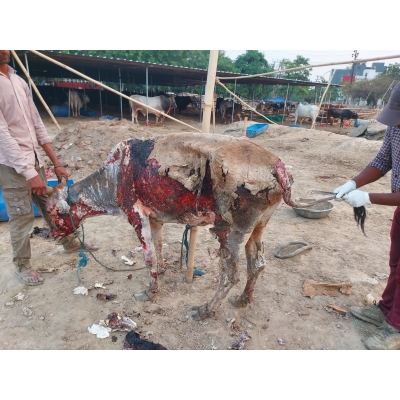 Gaumata, Acid Burned and...