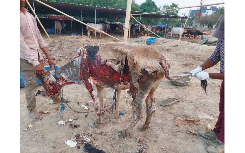 Gaumata, Acid Burned and Suffering a...