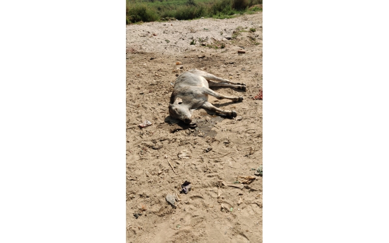 Gaumata baby spine injured,  dog attacked after hit and run accident