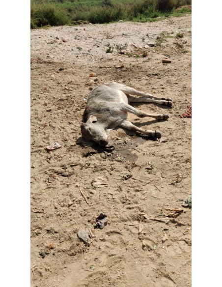 Gaumata baby spine injured,  dog attacked after hit and run accident