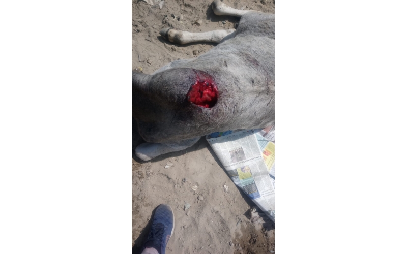 Gaumata baby spine injured,  dog...