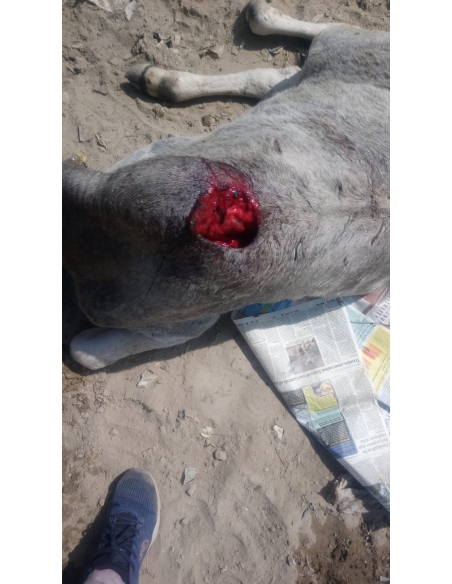 Gaumata baby spine injured,  dog attacked after hit and run accident