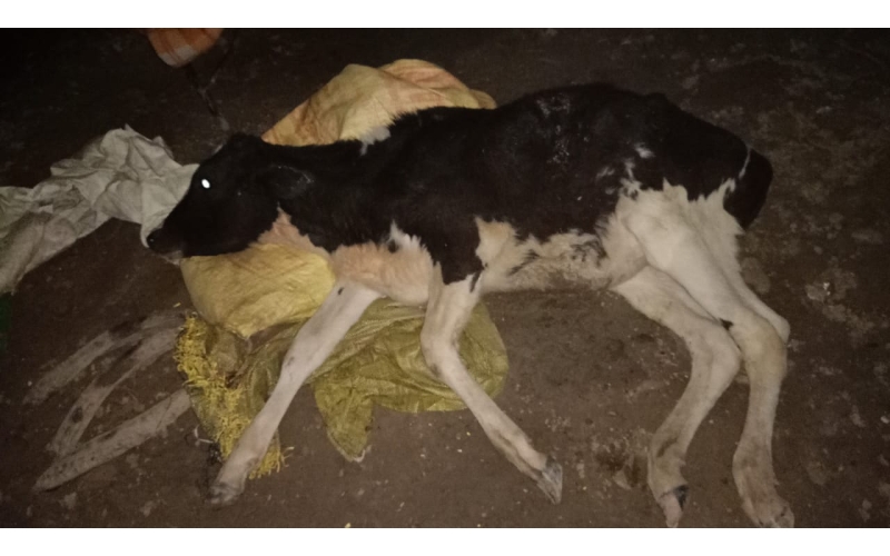 Gaumata baby spine injured, hit and... Gaumata baby spine injured, hit and...