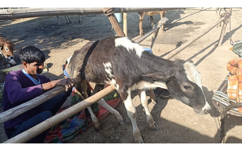 Gaumata baby spine injured, hit and... Gaumata baby spine injured, hit and...