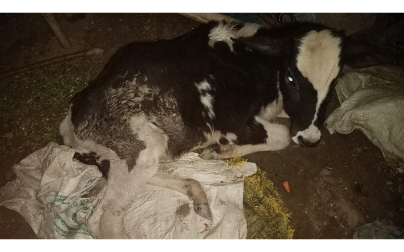 Gaumata baby spine injured, hit and... Gaumata baby spine injured, hit and...