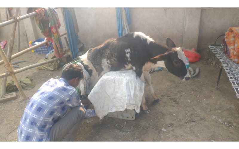 Gaumata baby spine injured, hit and... Gaumata baby spine injured, hit and...