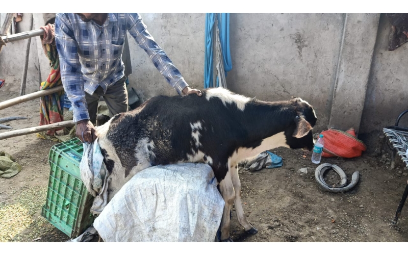 Gaumata baby spine injured, hit and... Gaumata baby spine injured, hit and...