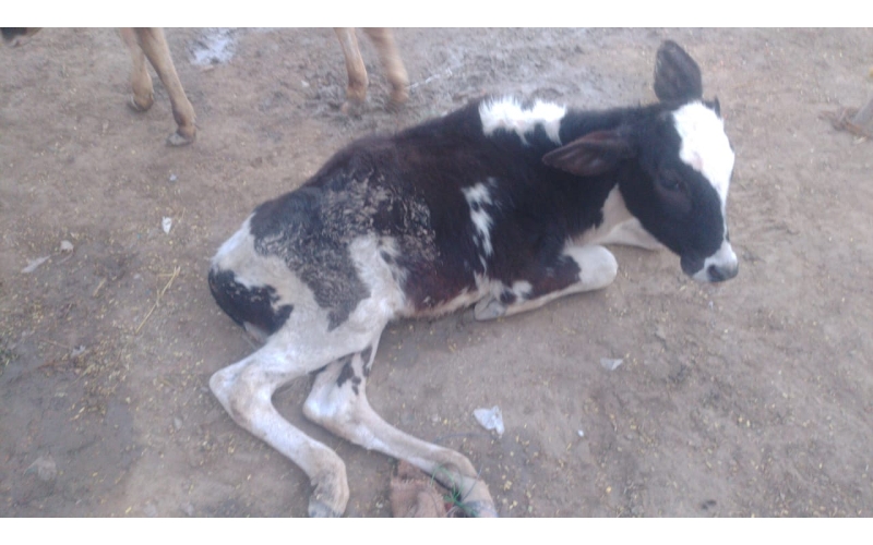 Gaumata baby spine injured, hit and... Gaumata baby spine injured, hit and...