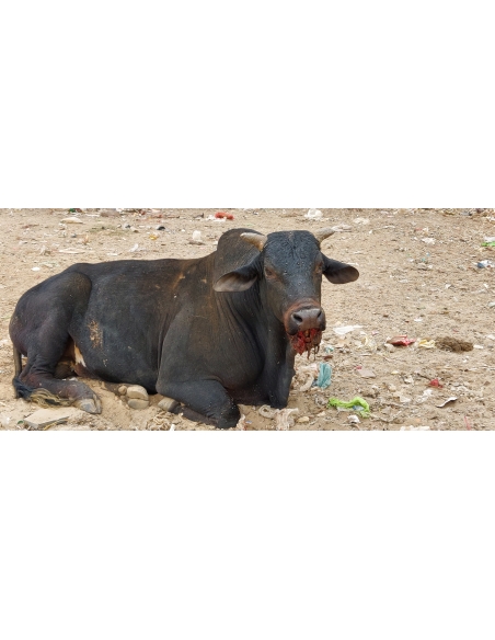 Nandi baba mouth maggots wounds