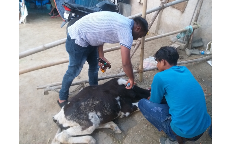 Gaumata baby spine injured, hit and... Gaumata baby spine injured, hit and...