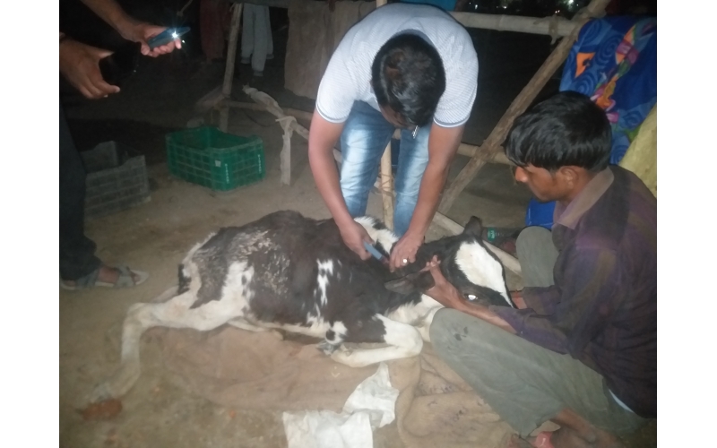 Gaumata baby spine injured, hit and... Gaumata baby spine injured, hit and...