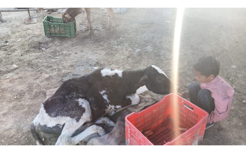 Gaumata baby spine injured, hit and... Gaumata baby spine injured, hit and...
