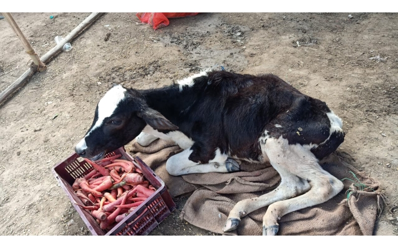 Gaumata baby spine injured, hit and... Gaumata baby spine injured, hit and...