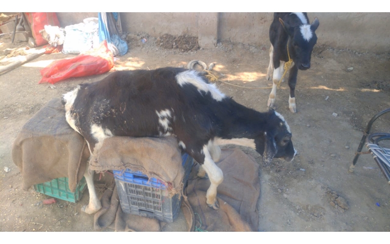 Gaumata baby spine injured, hit and... Gaumata baby spine injured, hit and...
