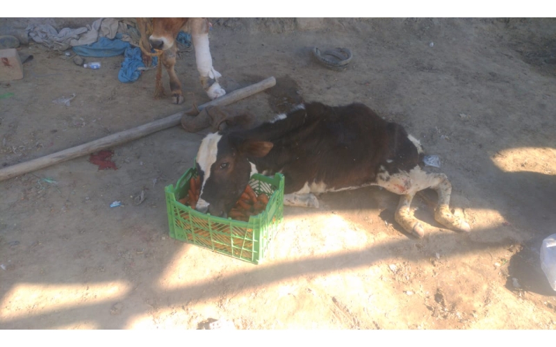 Gaumata baby spine injured, hit and... Gaumata baby spine injured, hit and...