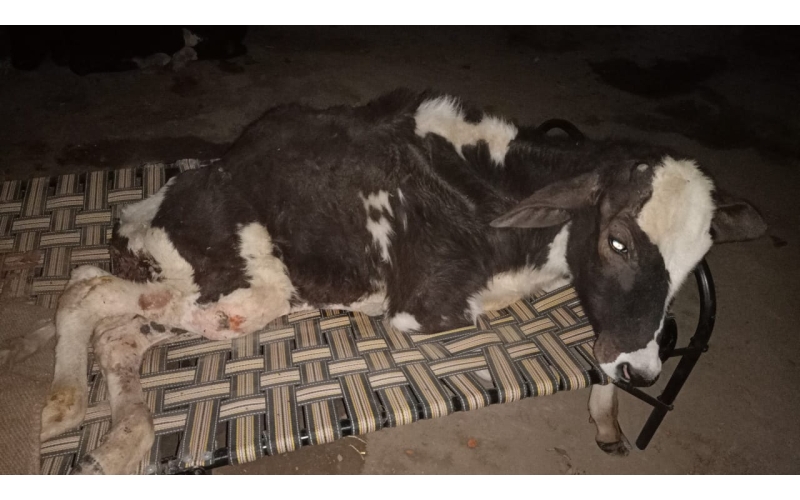 Gaumata baby spine injured, hit and... Gaumata baby spine injured, hit and...