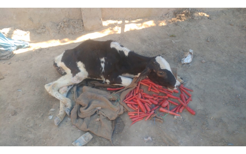 Gaumata baby spine injured, hit and... Gaumata baby spine injured, hit and...