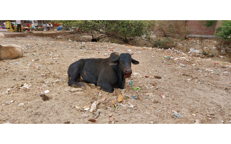 Nandi baba mouth maggots wounds Nandi baba mouth maggots wounds