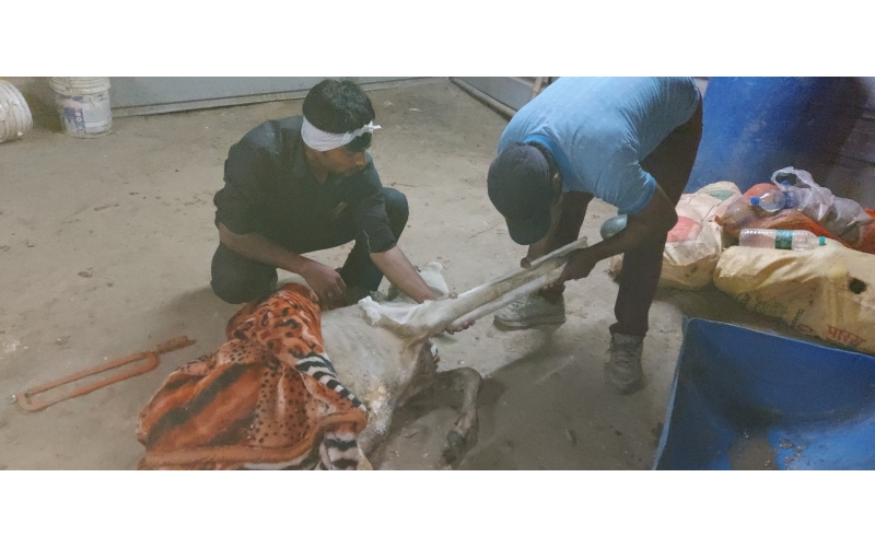 Gaumata/Cow baby -  fractured leg Gaumata/Cow baby -  fractured leg
