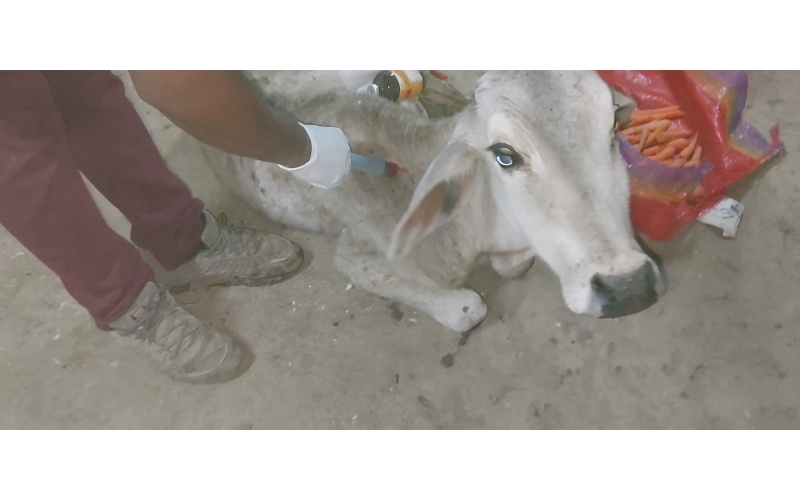 Gaumata/Cow baby -  fractured leg Gaumata/Cow baby -  fractured leg