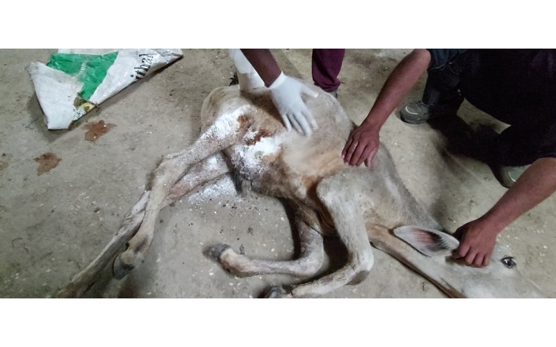 Gaumata/Cow baby -  fractured leg Gaumata/Cow baby -  fractured leg