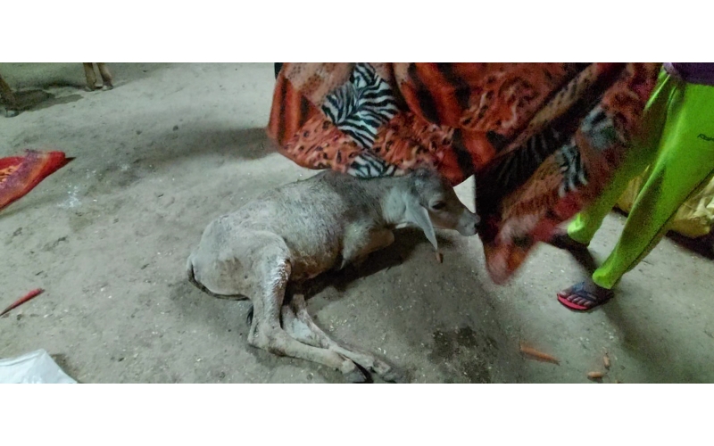 Gaumata/Cow baby -  fractured leg Gaumata/Cow baby -  fractured leg
