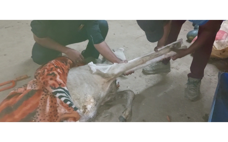 Gaumata/Cow baby -  fractured leg Gaumata/Cow baby -  fractured leg