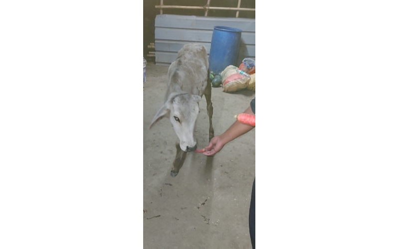 Gaumata/Cow baby -  fractured leg Gaumata/Cow baby -  fractured leg