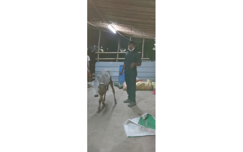 Gaumata/Cow baby -  fractured leg Gaumata/Cow baby -  fractured leg