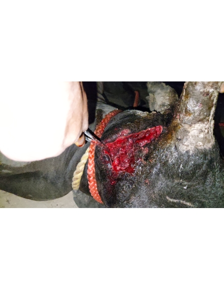 Nandi baba,  neck maggots wounds