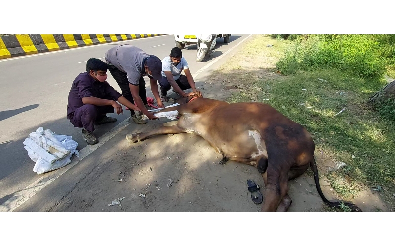 Nandi baba- fractured leg, spine... Nandi baba- fractured leg, spine...