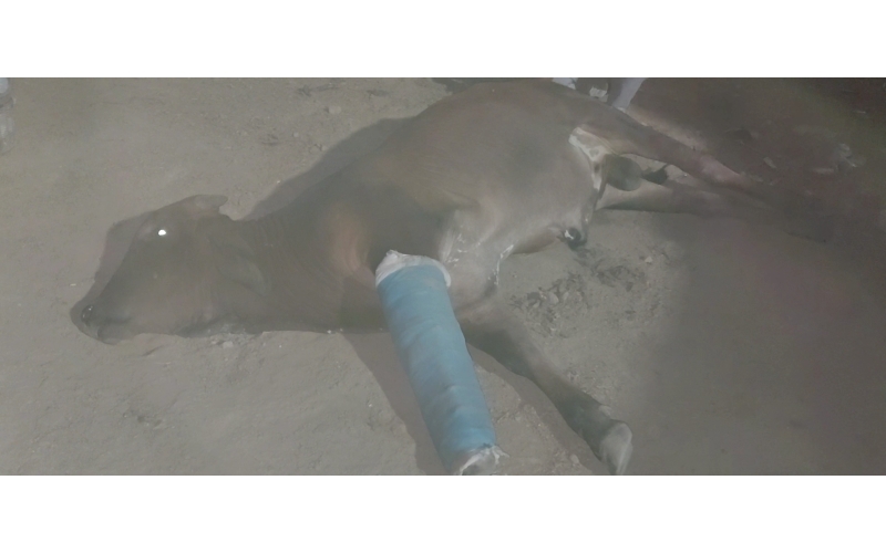 Nandi baba- fractured leg, spine... Nandi baba- fractured leg, spine...