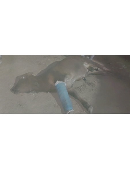 Nandi baba- fractured leg, spine injuries- hit and run accident by Bolero - sector 58 noida