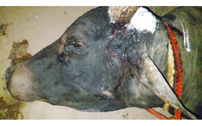 Nandi baba,  neck maggots wounds Nandi baba,  neck maggots wounds