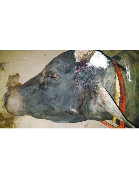 Nandi baba,  neck maggots wounds