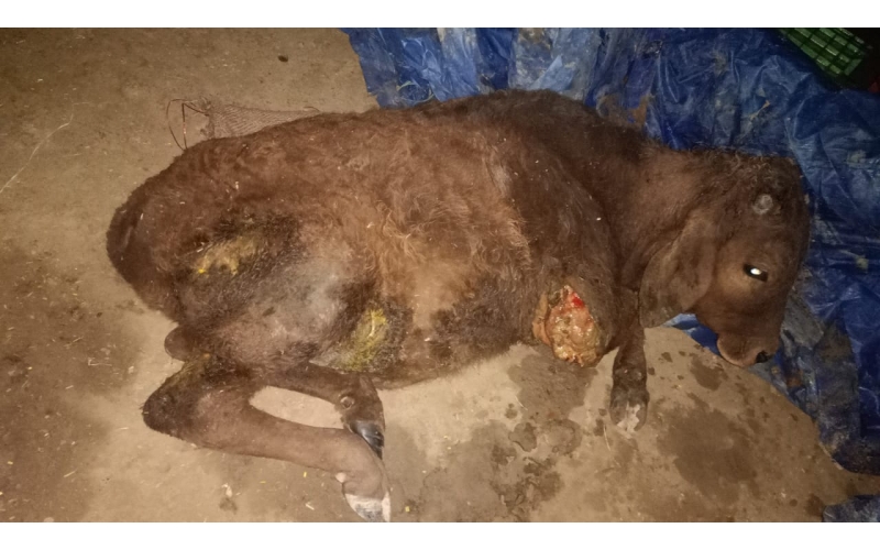 Gaumata/Cow baby - dog attacked- sector 159 noida