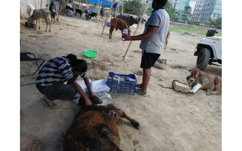 Gaumata/Cow baby - dog attacked-... Gaumata/Cow baby - dog attacked-...