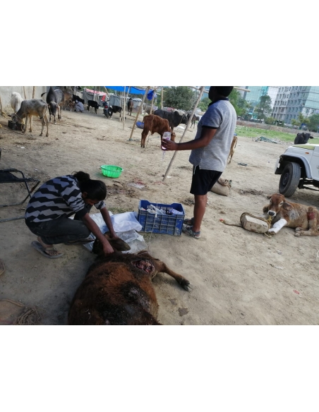 Gaumata/Cow baby - dog attacked- sector 159 noida