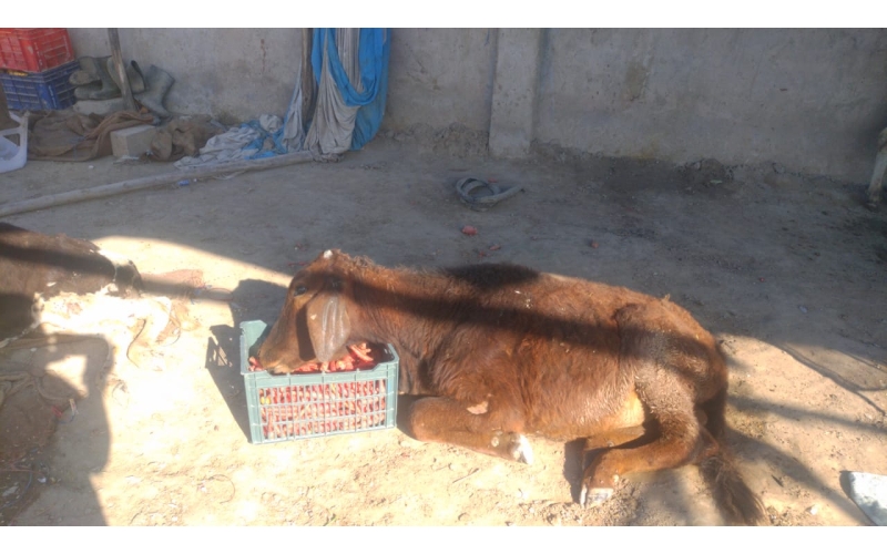 Gaumata/Cow baby - dog attacked-... Gaumata/Cow baby - dog attacked-...