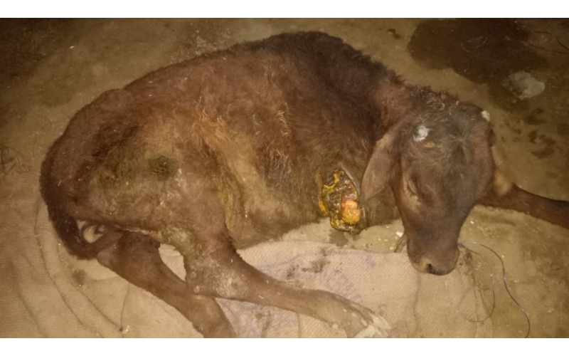 Gaumata/Cow baby - dog attacked-... Gaumata/Cow baby - dog attacked-...